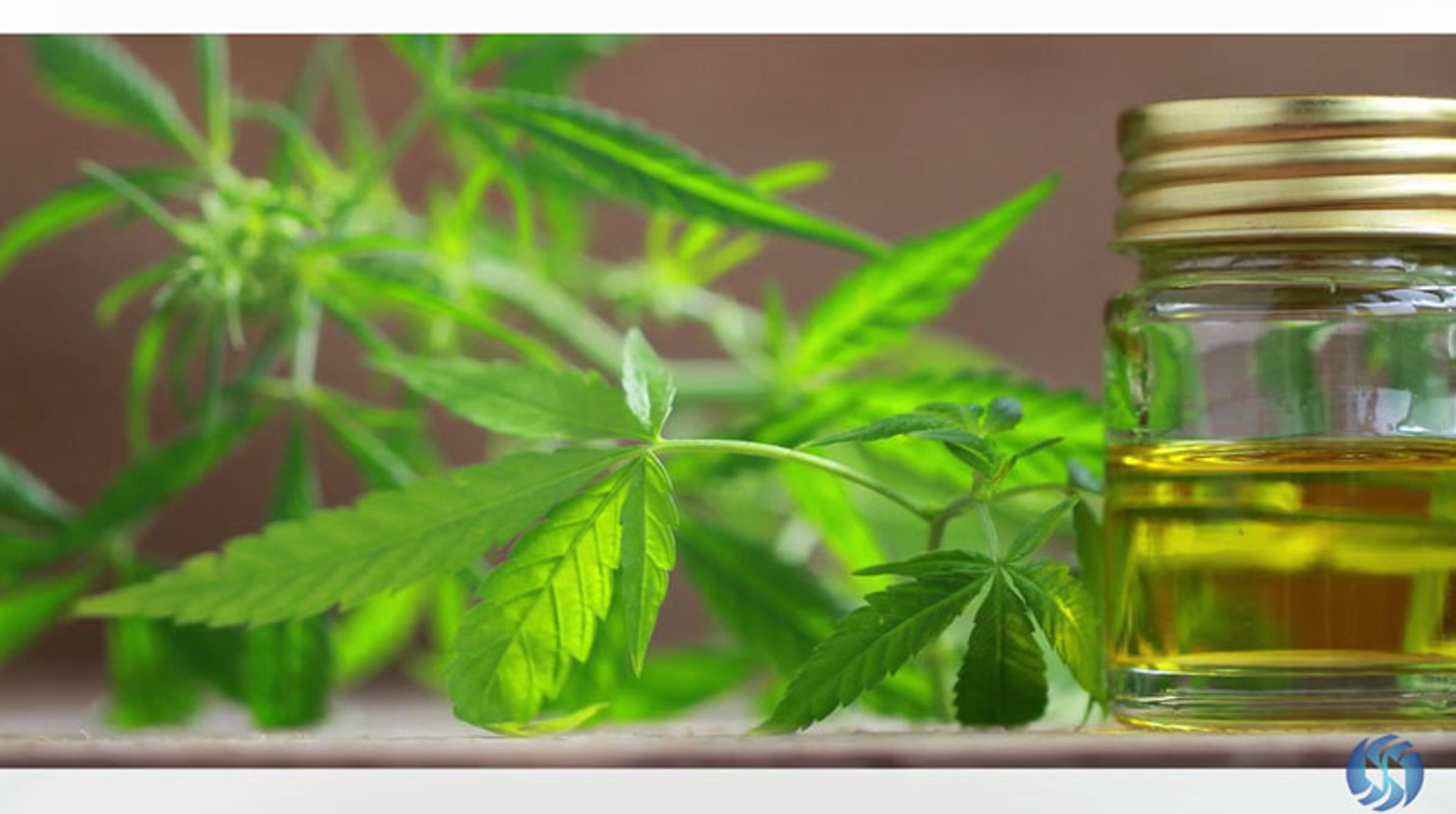 Cannabis Emulsification Using the Omni Mixer Cannabis Emulsification Using the Omni Mixer