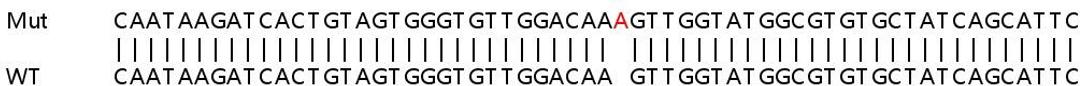 Sanger Seq - LDHB knockout HEK293T