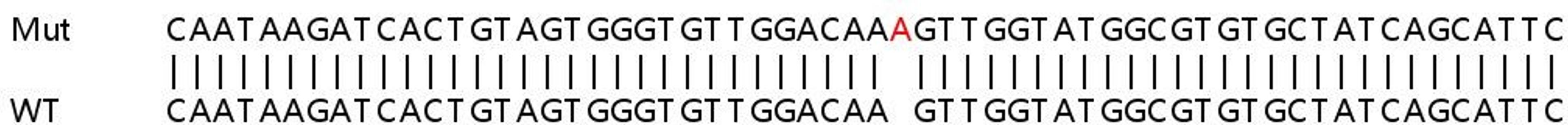 Sanger Seq - LDHB knockout HEK293T