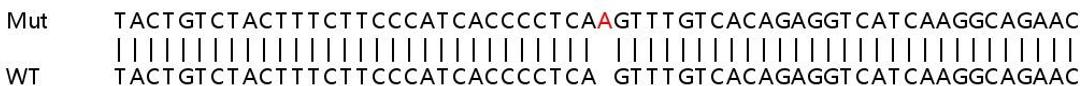 Sanger Seq - CPS1 knockout HeLa