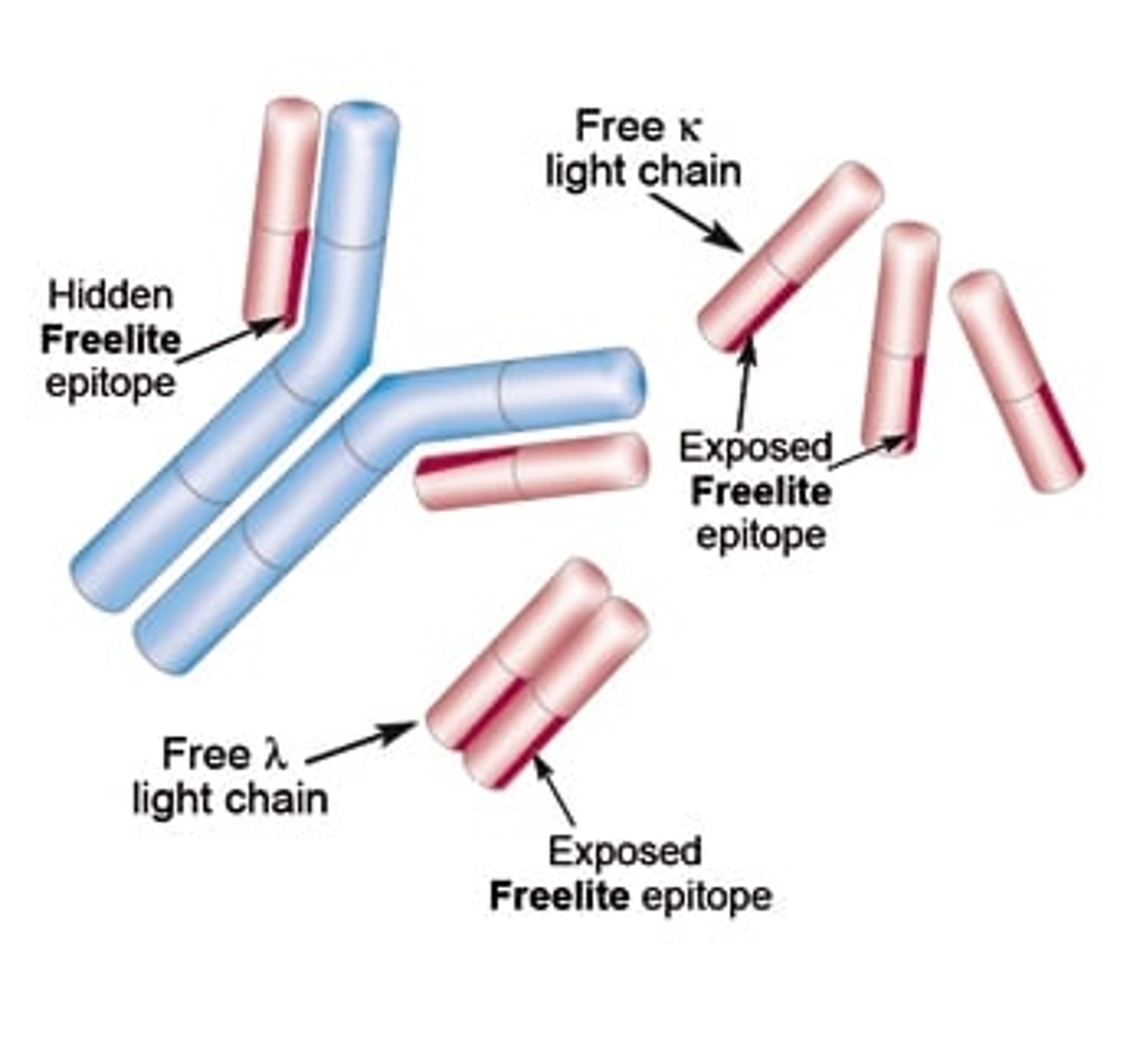 Heavy and light chain structure, together with ? and ? FLC