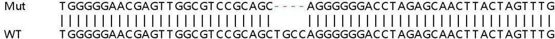 Sanger Seq - CDKN2C knockout HeLa