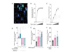 Neuronal Microelectrode Array (MEA) Assay Service