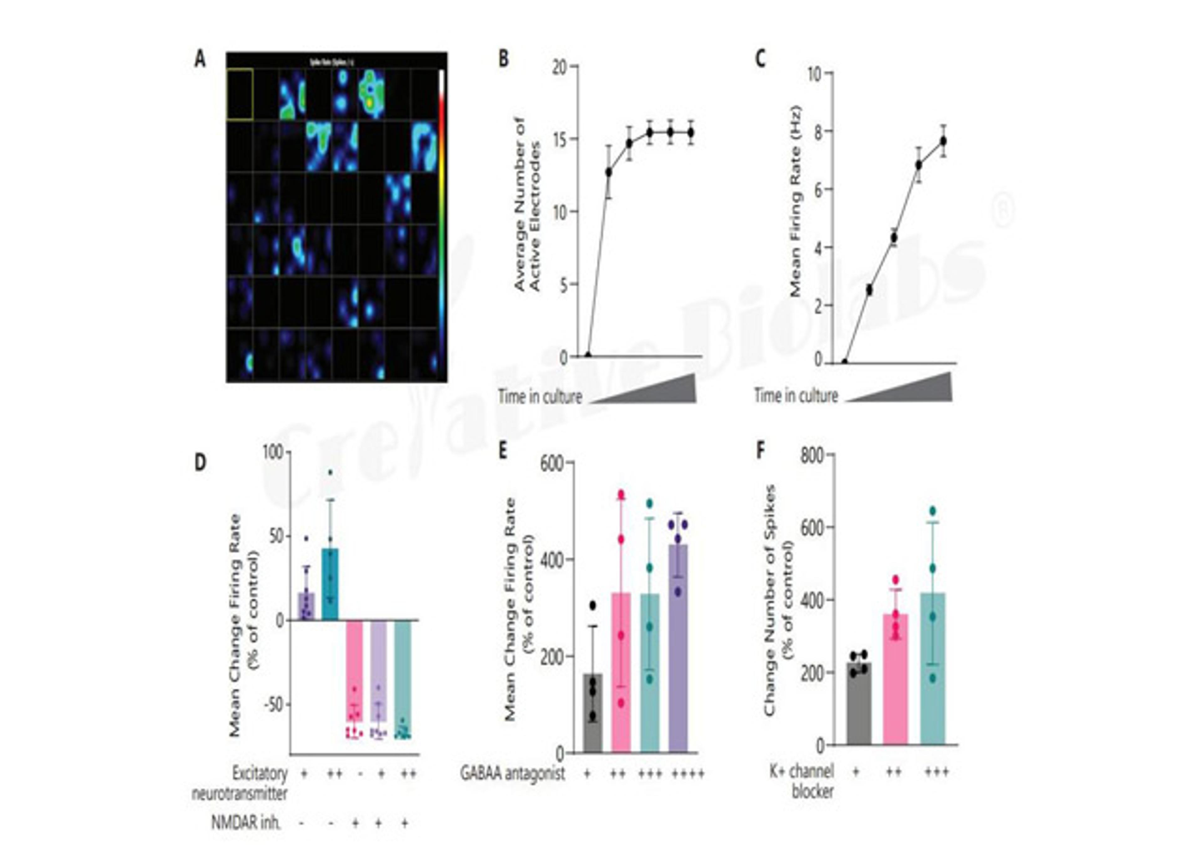 Neuronal Microelectrode Array (MEA) Assay Service
