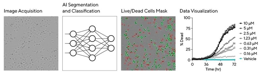 Incucyte AI Cell Health Analysis Software Module Workflow