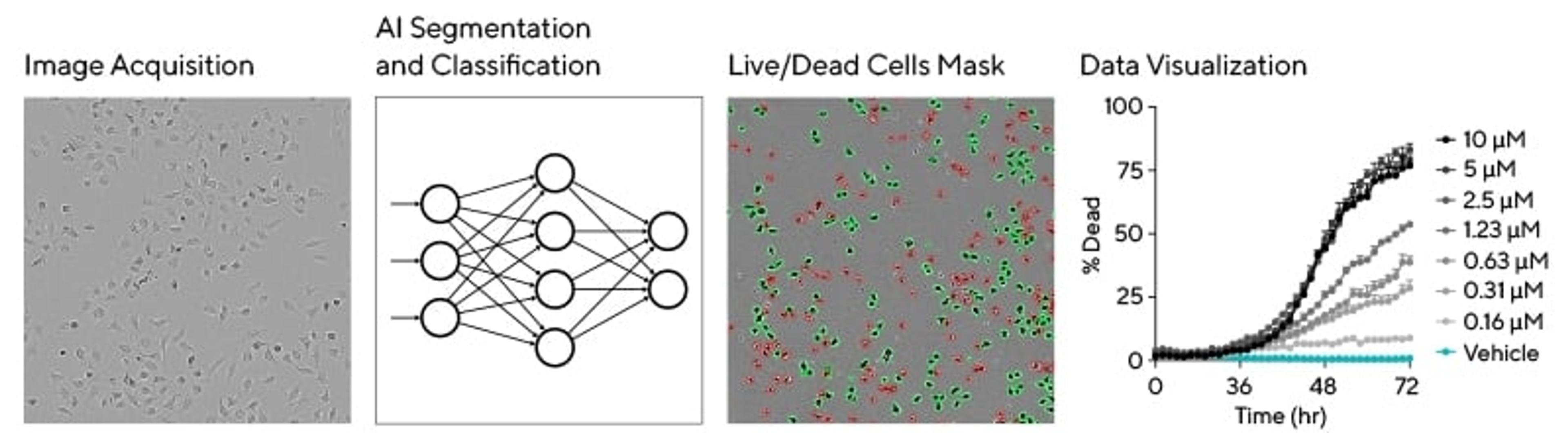 Incucyte AI Cell Health Analysis Software Module Workflow