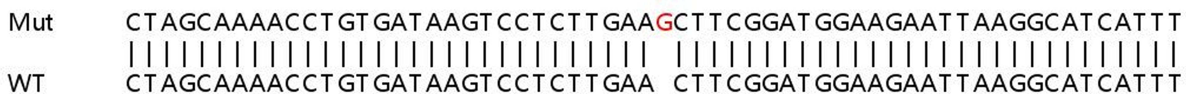 Sanger Seq - PKN2 knockout HeLa