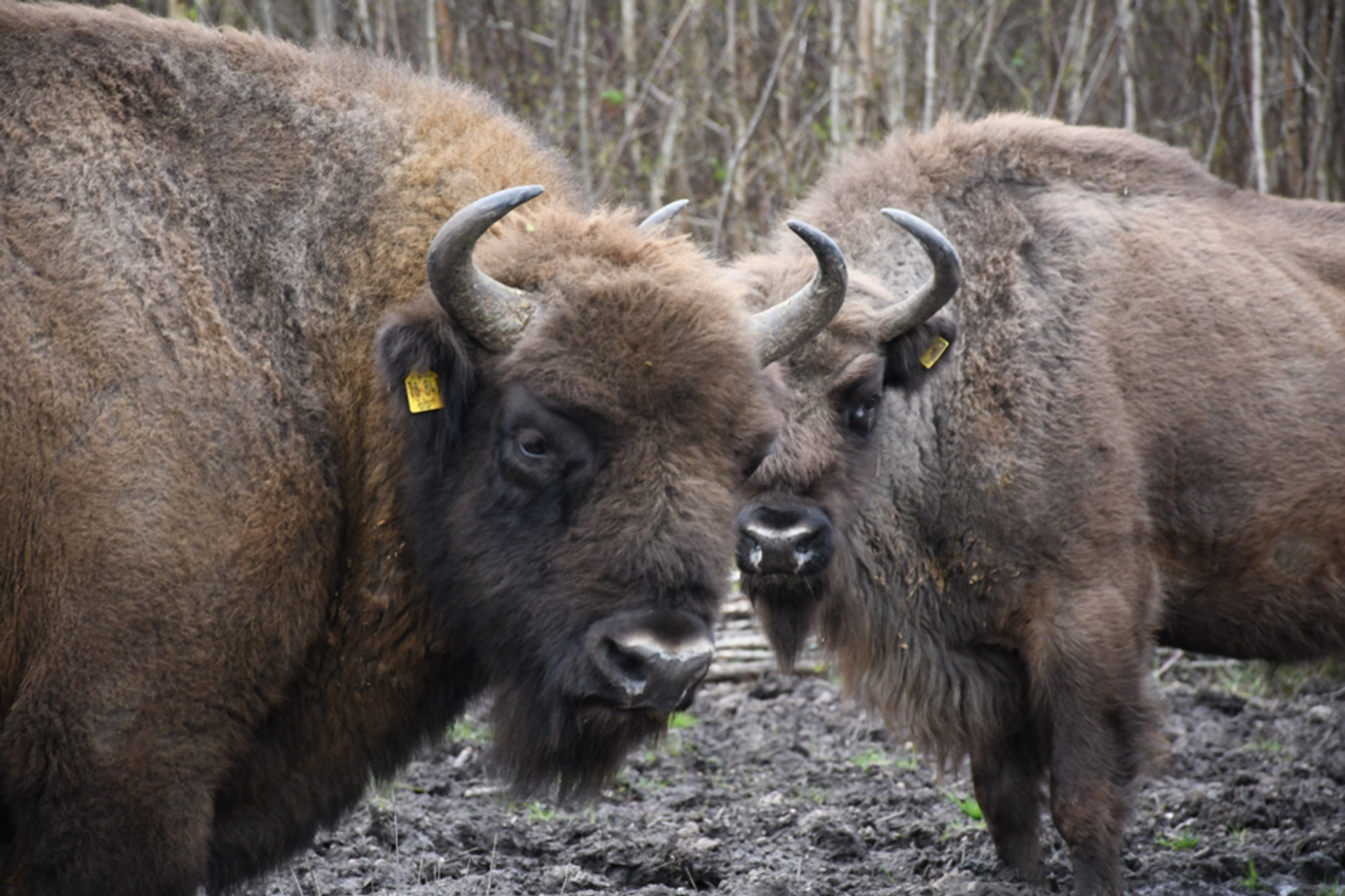 European bison