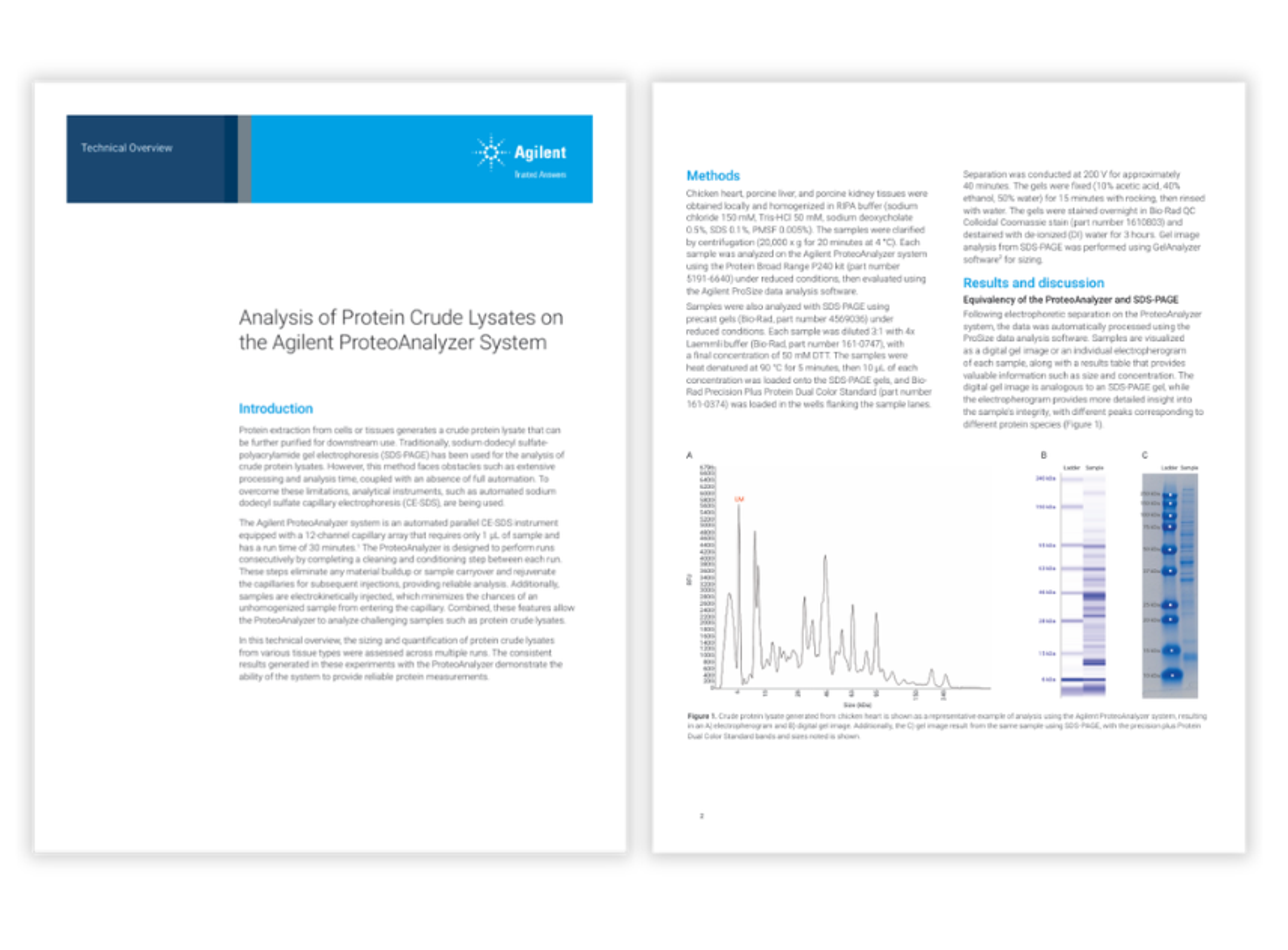 system analyzes crude protein lysates using automated CE-SDS workflows