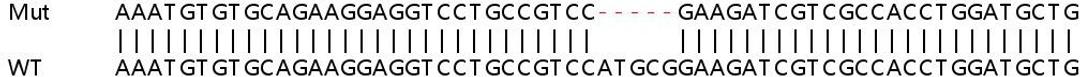 Sanger Seq - CCND1 knockout HeLa