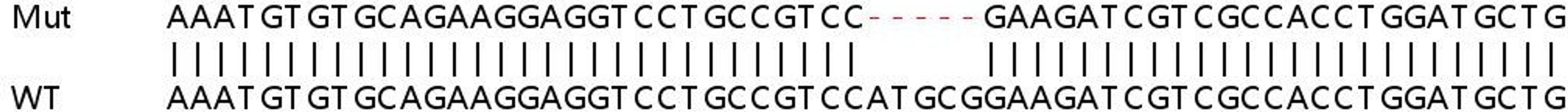 Sanger Seq - CCND1 knockout HeLa