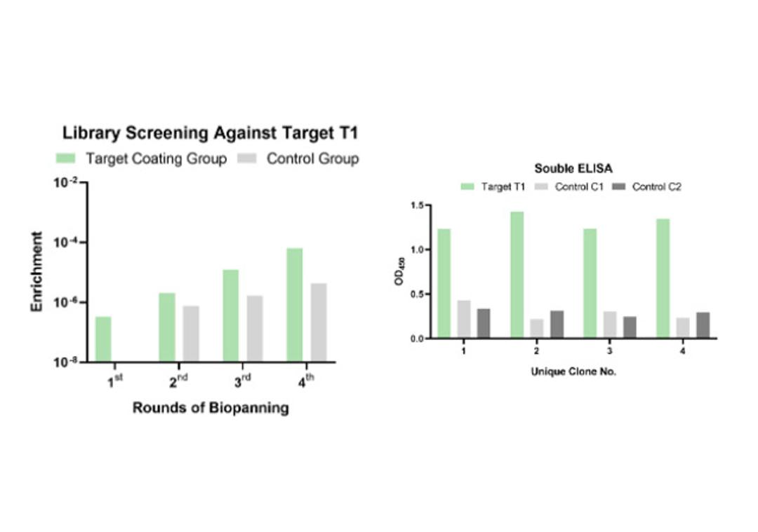 Phage Display LlaVHHL-2 Llama Naïve Single Domain Antibody Library Screening Service