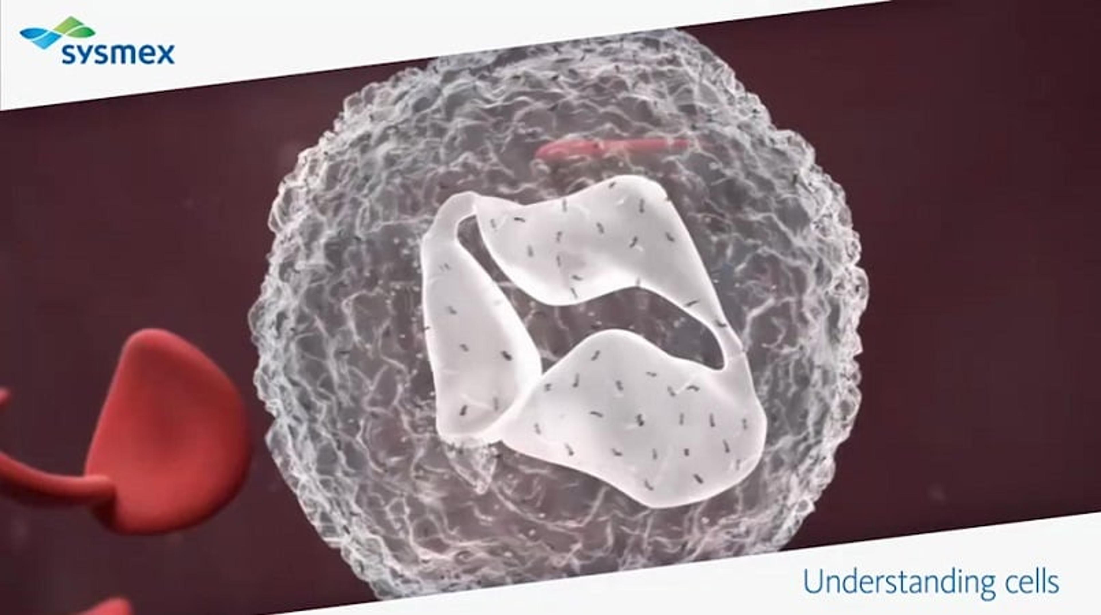 Using Antibodies to Study Apoptosis Using Antibodies to Study Apoptosis