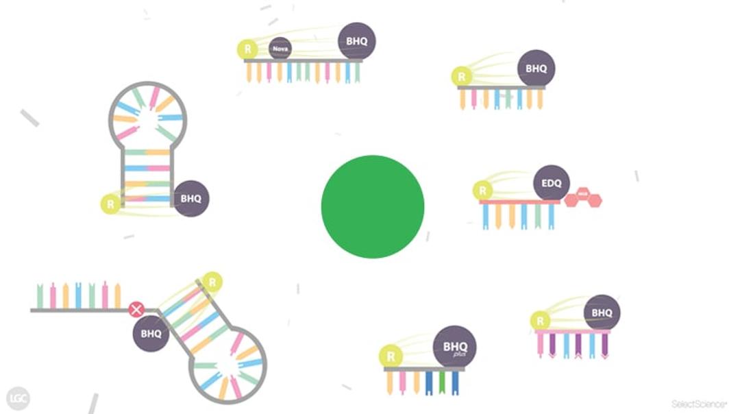 Probe In Qpcr 7 innovative qPCR probe types explained