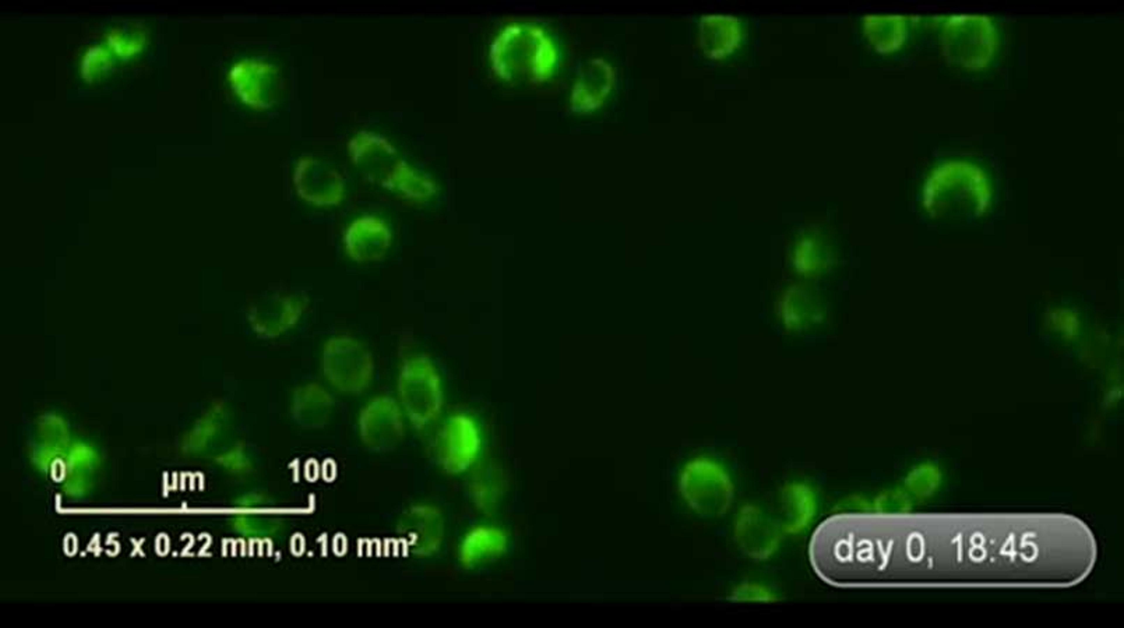 Real-time Monitoring of the Phagocytosis using IncuCyte™ pHrodo Green E. coli Bioparticles Real-time Monitoring of the Phagocytosis using IncuCyte™ pHrodo Green E. coli Bioparticles