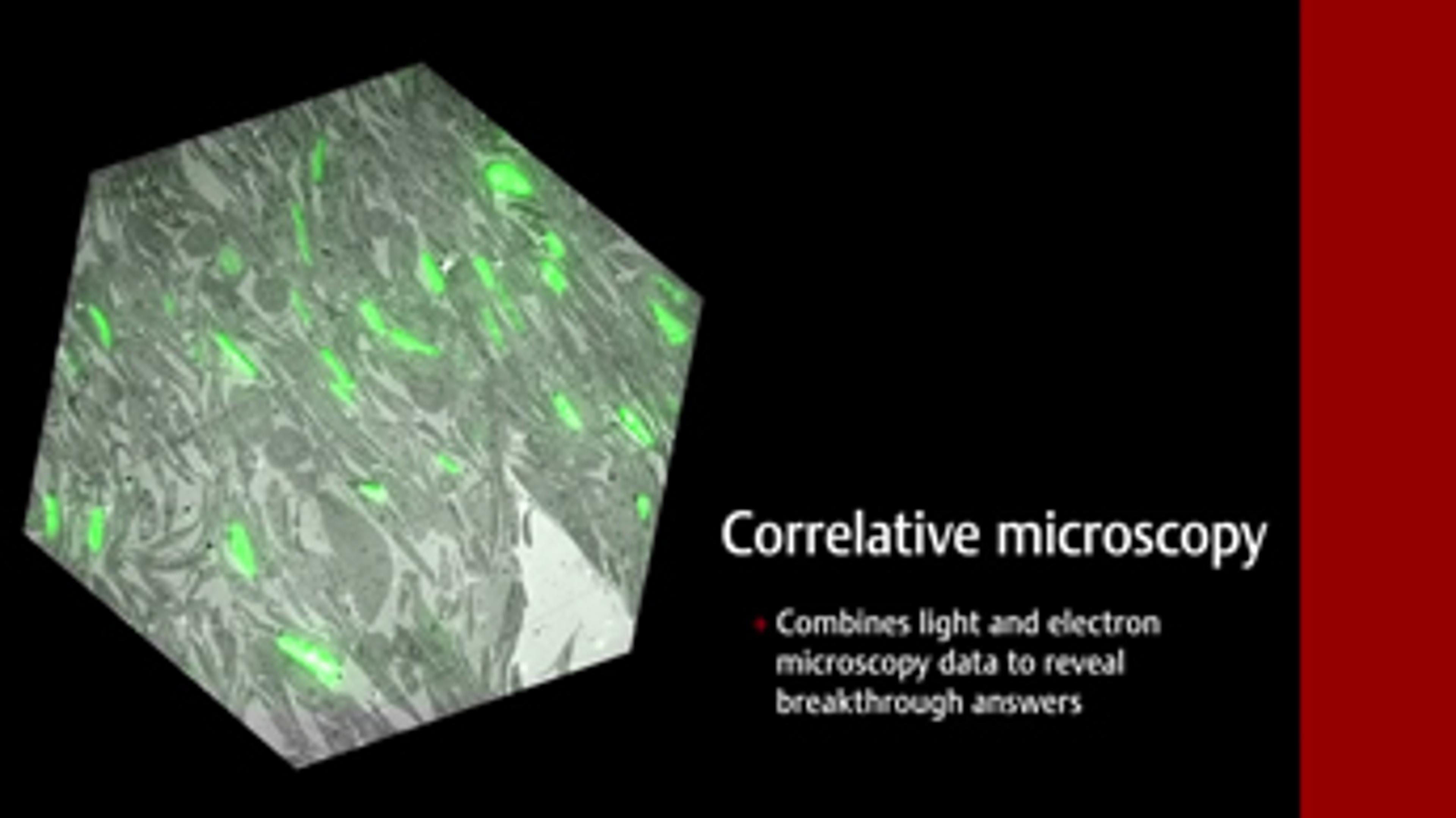 Correlative Microscopy Solutions from FEI Correlative Microscopy Solutions from FEI