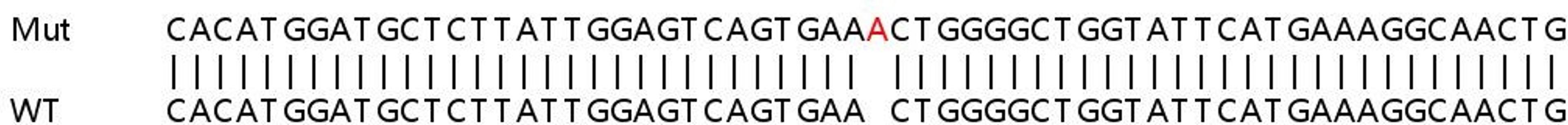 Sanger Seq - MSH6 knockout HeLa