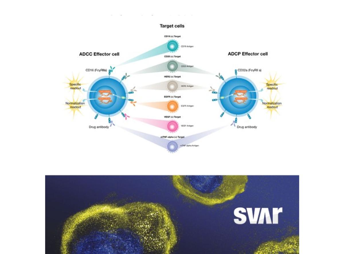 Cell-based assays in immuno-oncology: Advancing bispecific antibody ...