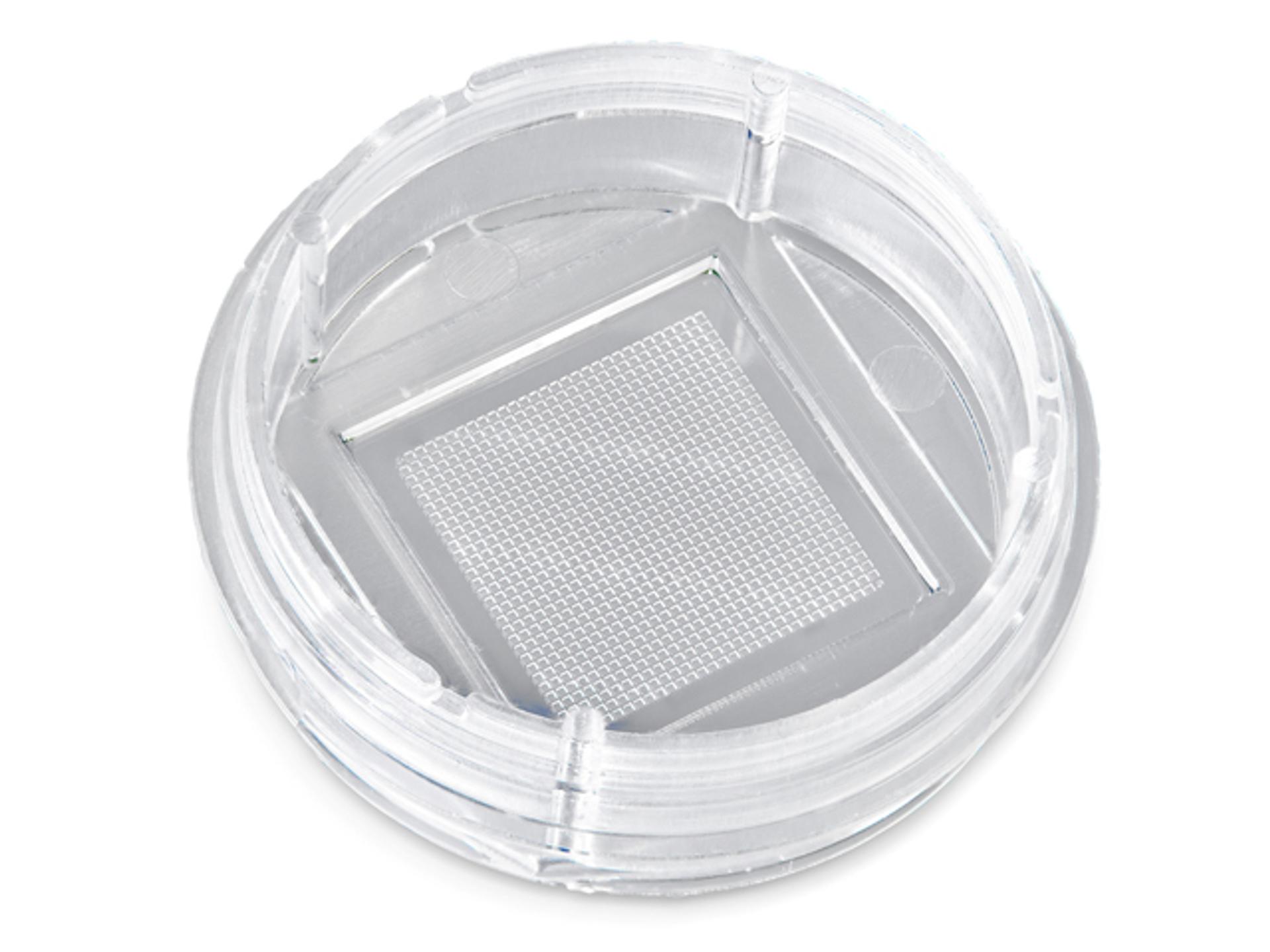 Thermo Scientific™ PageRuler™ Plus Prestained Protein Ladder, 10 to 250 kDa