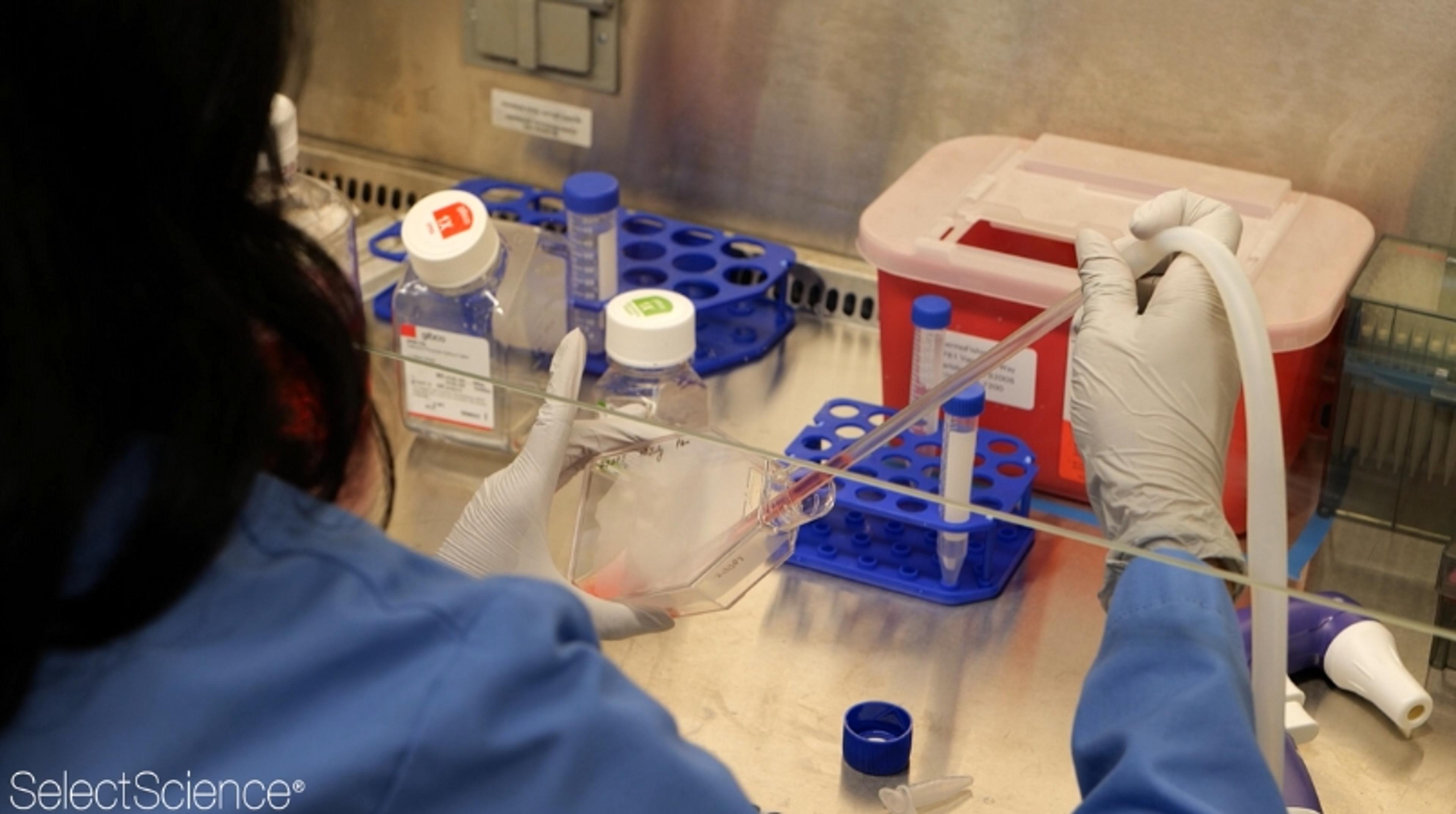 A step-by-step workflow for a beta actin knock-in experiment in an adherent cell line A step-by-step workflow for a beta actin knock-in experiment in an adherent cell line