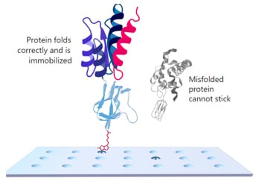 Illustrative image of a protein with correct folding binding to an array using KREX protein folding technology