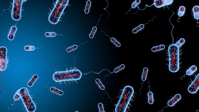 Antibiotic resistant bacteria