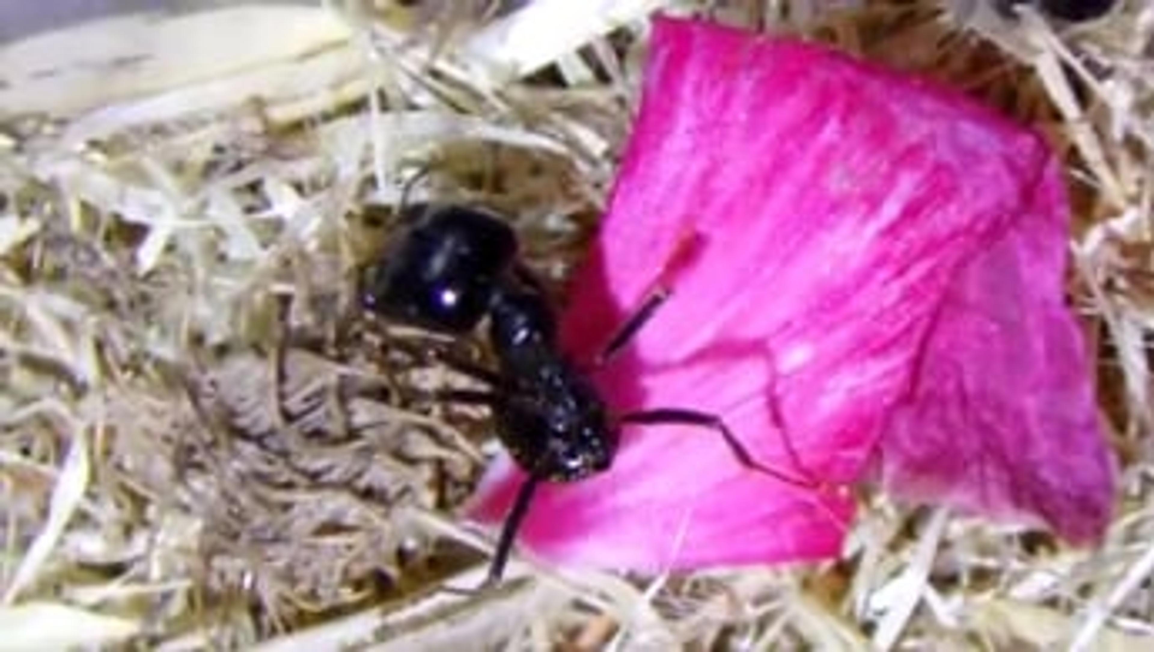 A Minute of an Ant's Life A Minute of an Ant's Life