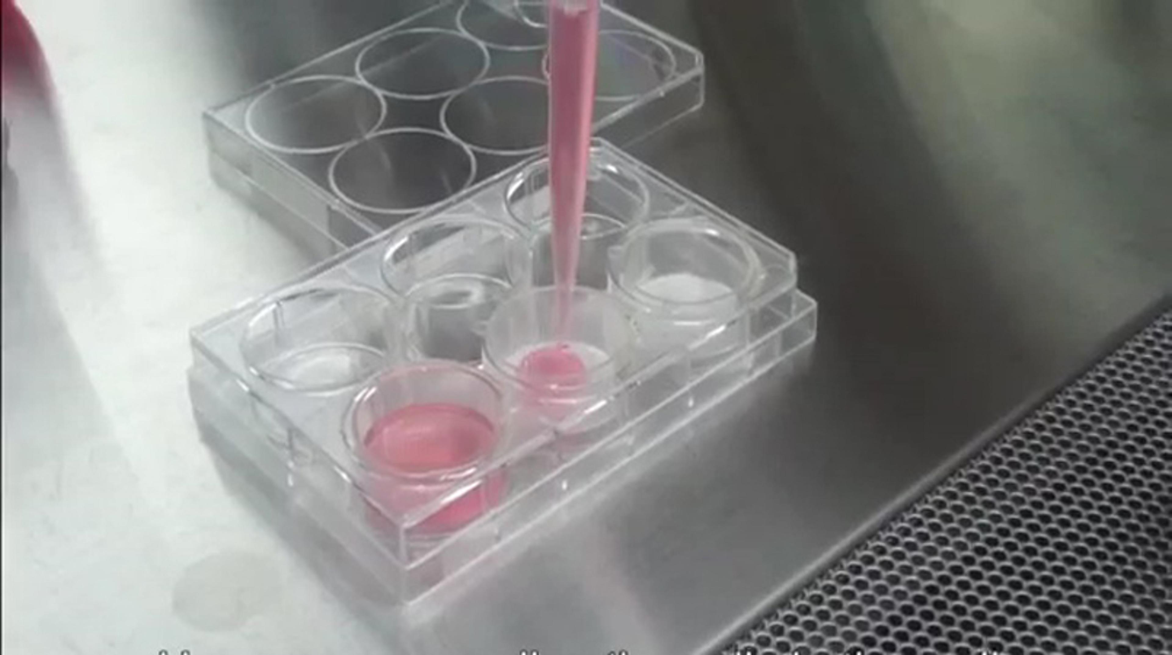 Elplasia for Spheroid Culture Elplasia for Spheroid Culture