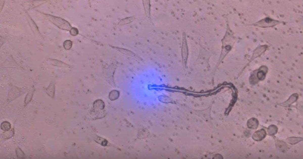Cutting Living Cells with the MMI CellCut