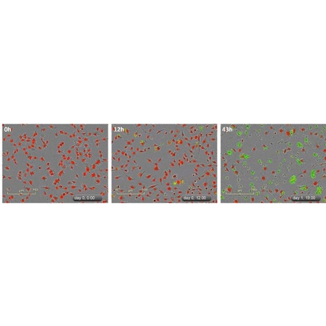 Multiplex with apoptosis & cytotoxicity measurements