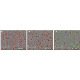 Multiplex with apoptosis & cytotoxicity measurements