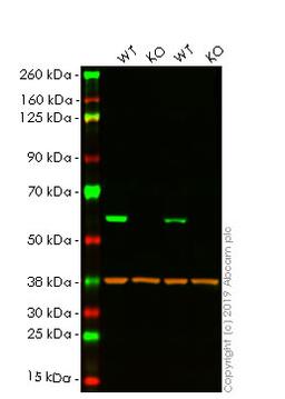 WB - PDCD4 knockout HeLa