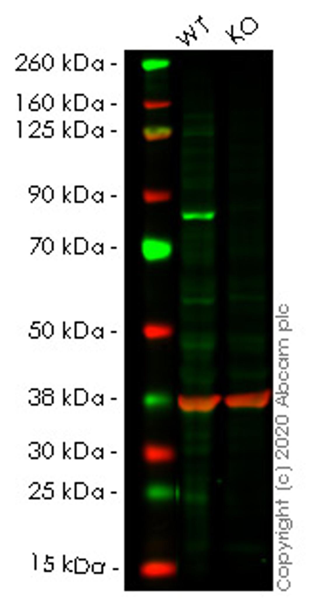 WB - TGM2 knockout A549