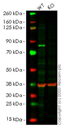 WB - TGM2 knockout A549