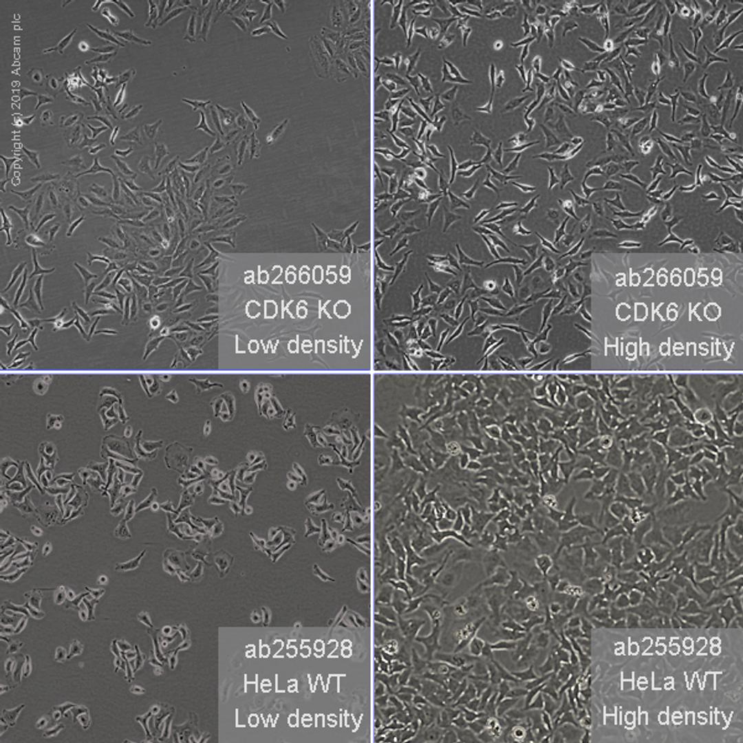 CDK6 knockout HeLa