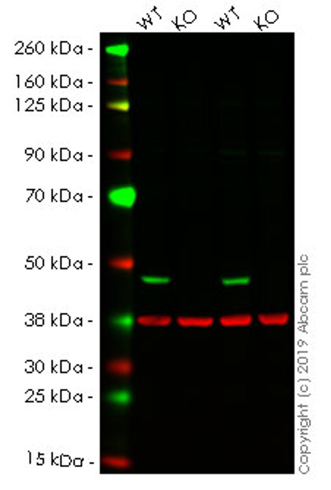 WB - IDH1 knockout HeLa