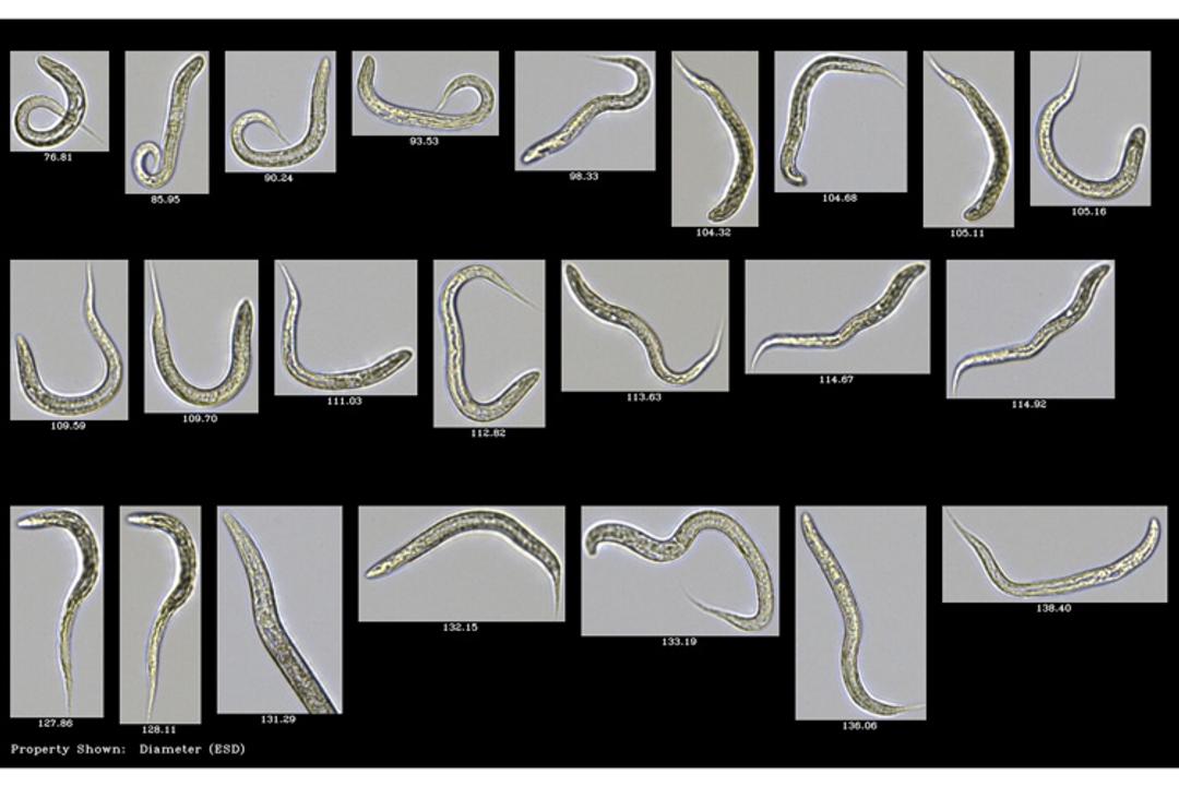 C. elegans imaged on FlowCam 8000