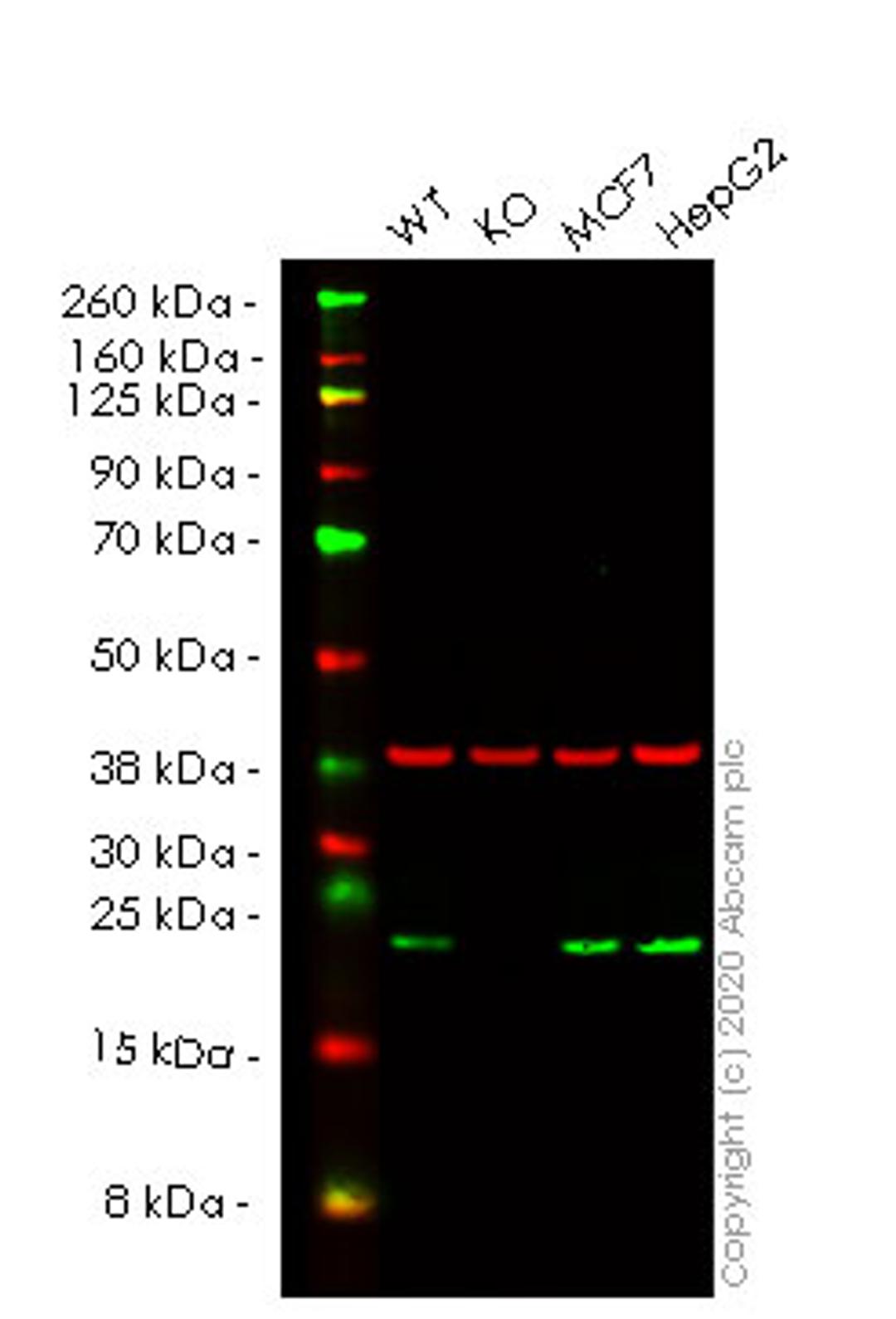 WB - CDC42 knockout HEK293T