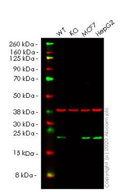 WB - CDC42 knockout HEK293T