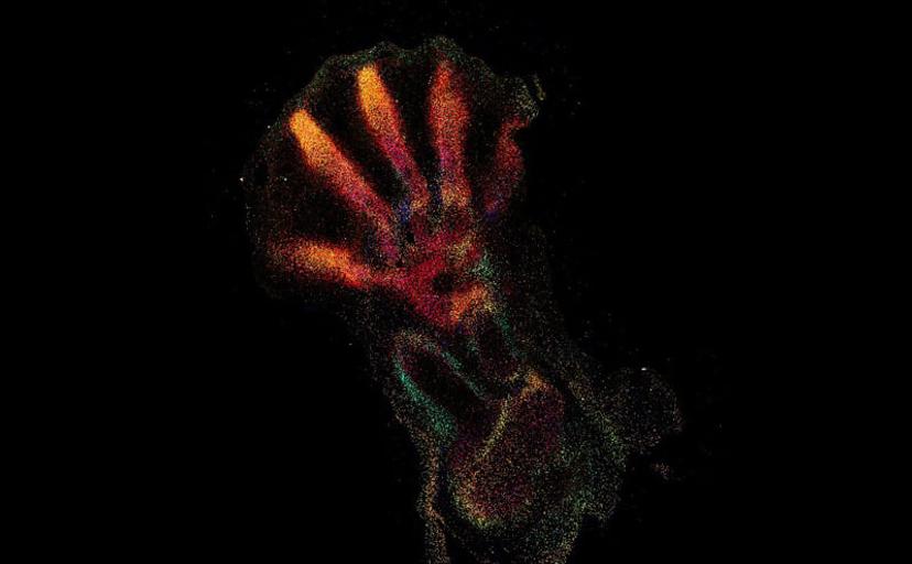 High-multiplexed smFISH reveals the spatial distribution of distinct cell types across the developing human hindlimbs