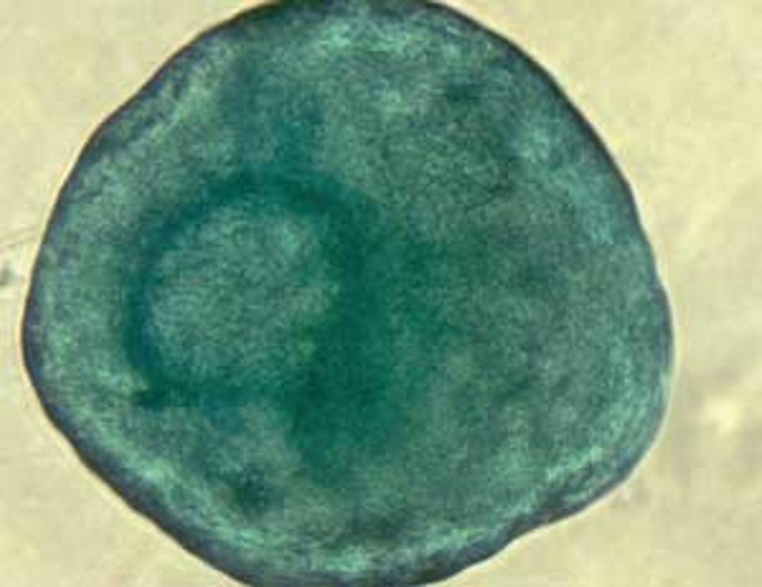 Chondrogenic differentiation of MSC