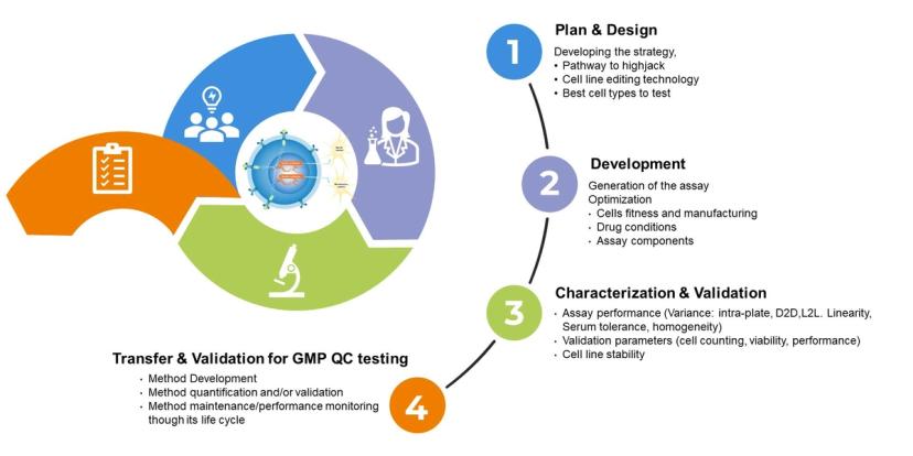 The stages to developing reliable cell-based assays for GMP QC testing