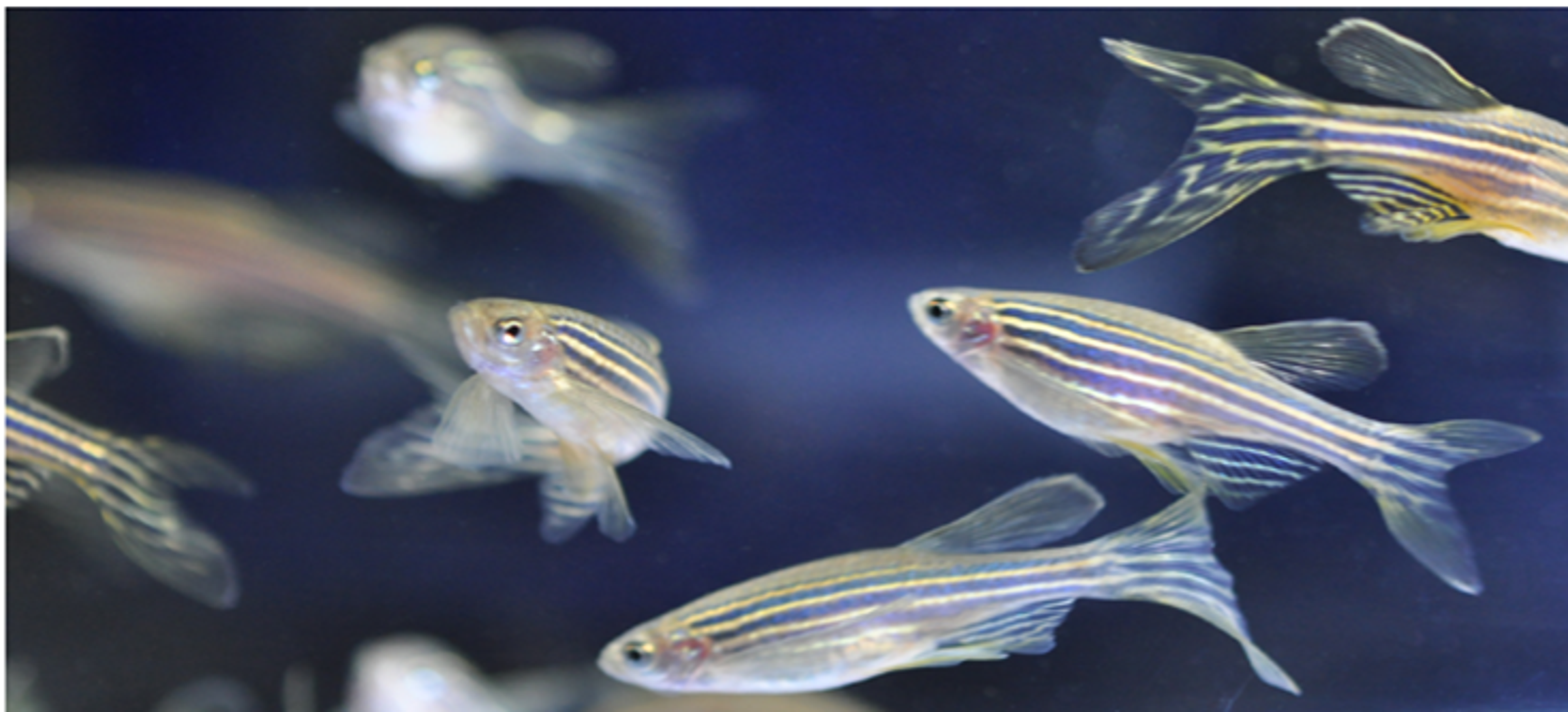 Zebrafish