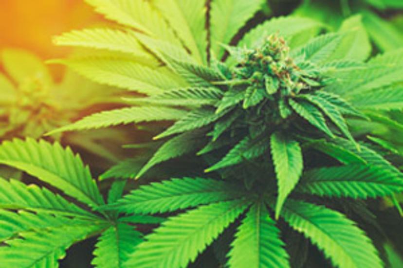 The next step in cannabis potency testing: Analyzing cannabinoids by LC/MS