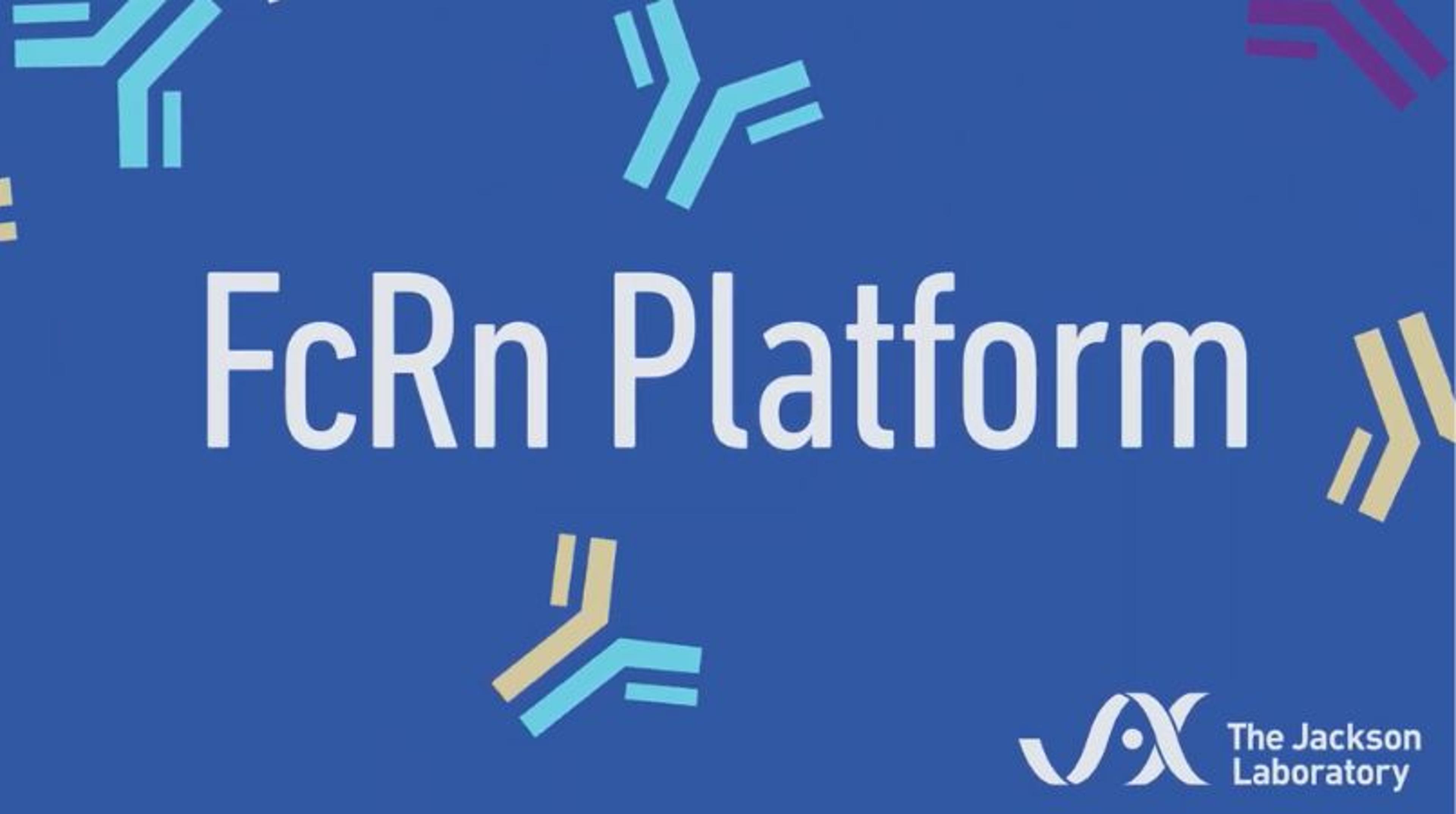 FcRn model platform FcRn model platform