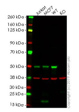 WB - IRF3 knockout HeLa