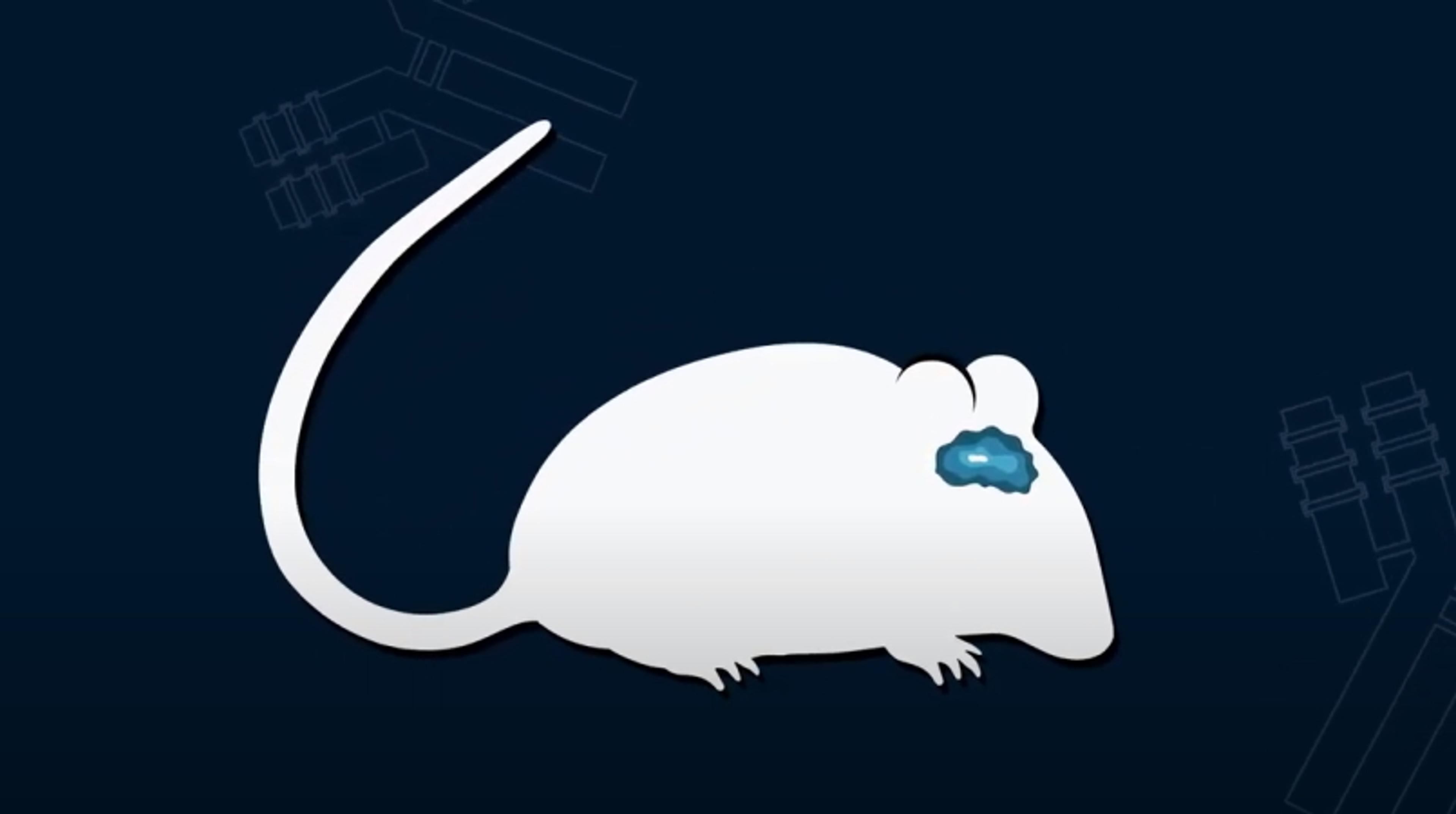 Mouse on mouse labeling with Fab fragment blocking Mouse on mouse labeling with Fab fragment blocking