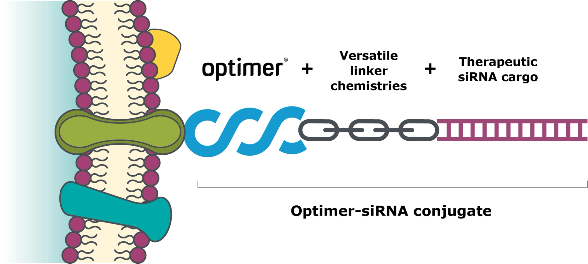 Optimer-siRNA conjugate