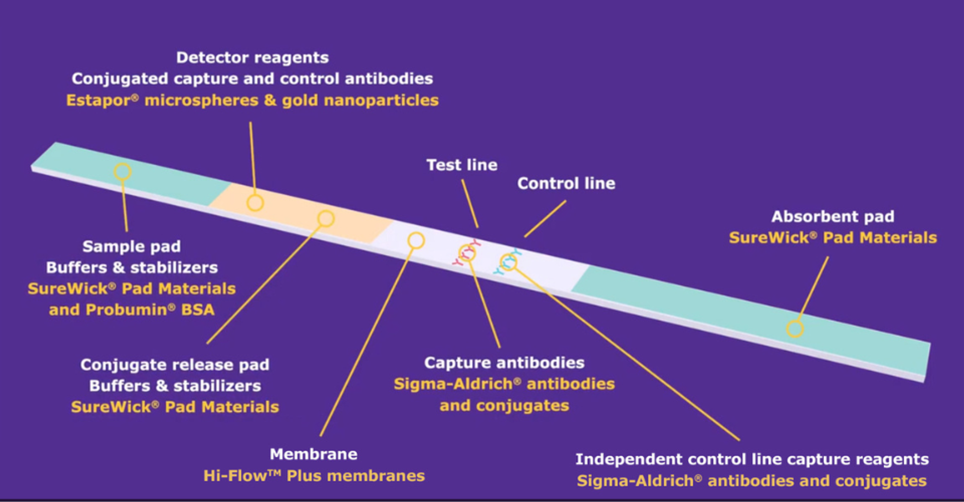 Example of a lateral flow test strip