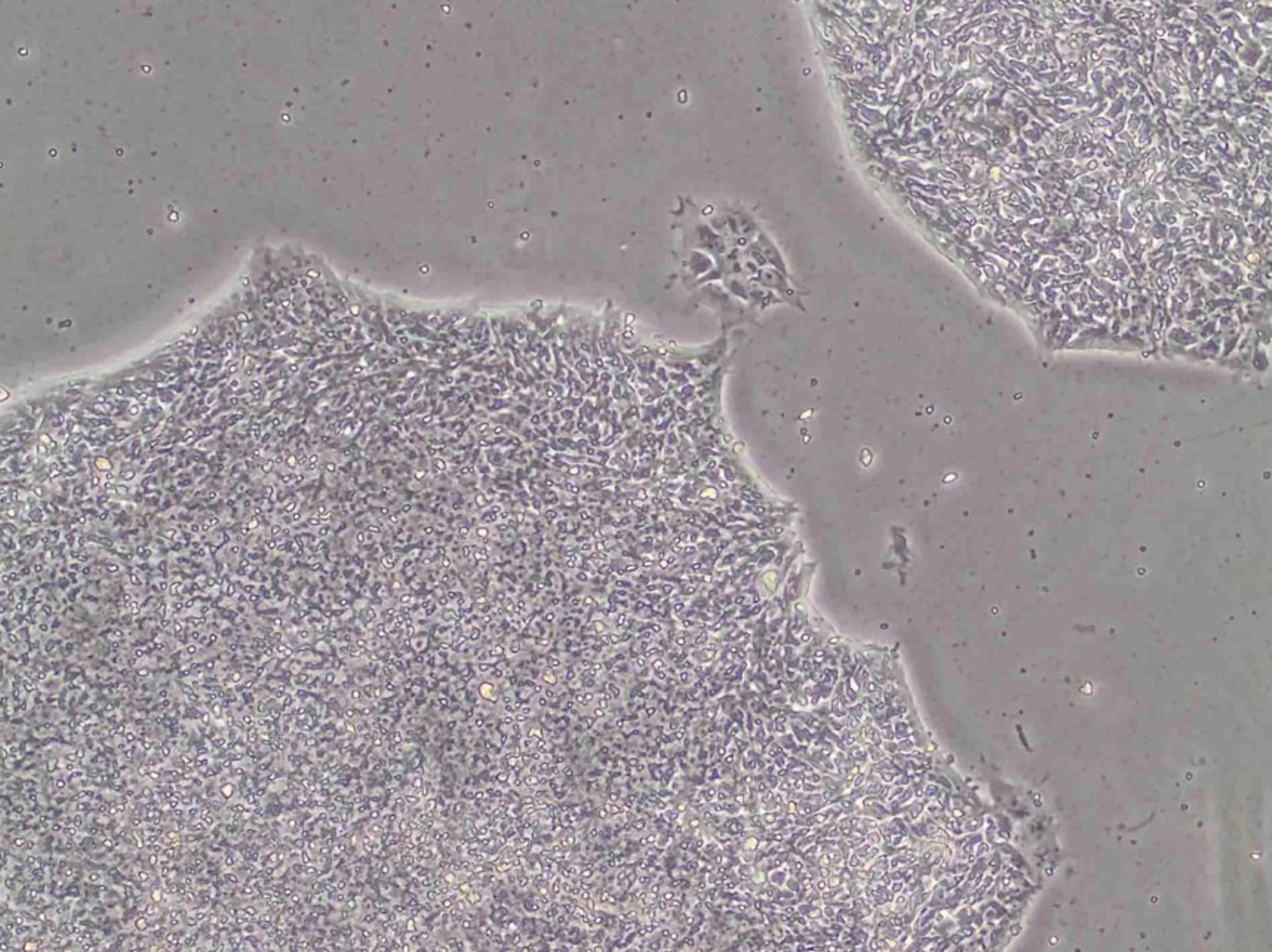 SelectScience Cell Culture Technology